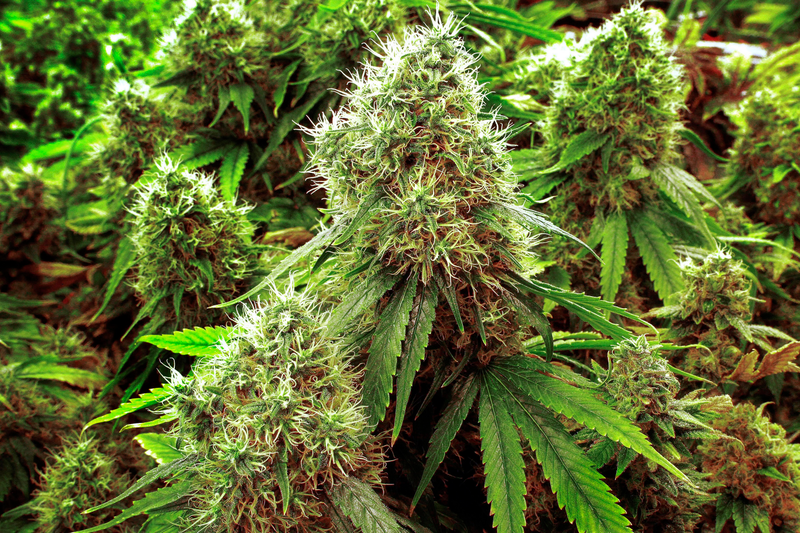 Cannabis. AP